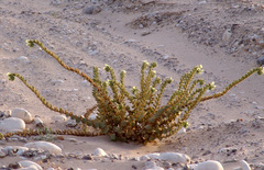 Hyoscyamus desertorum