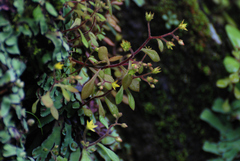Sedum stellariifolium