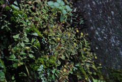 Sedum stellariifolium