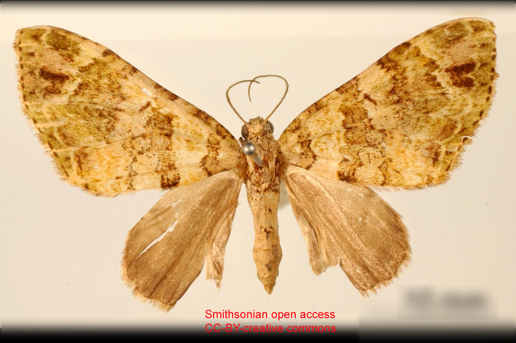 Hammaptera trochilarioides