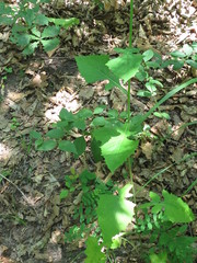 Lactuca raddeana