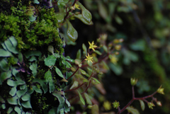 Sedum stellariifolium