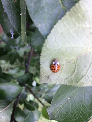 Harmonia axyridis