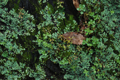 Sedum stellariifolium