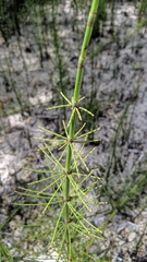 Equisetum fluviatile