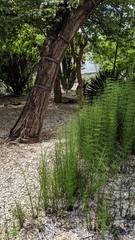 Equisetum fluviatile