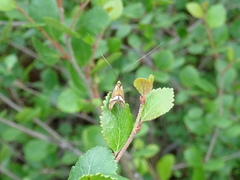 Nemophora bellela