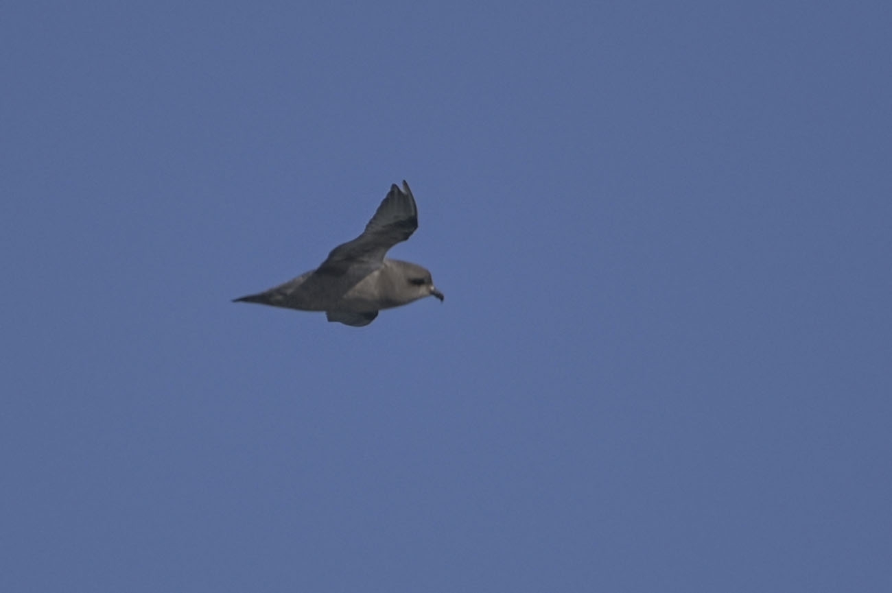 Kerguelen Petrel (Aphrodroma brevirostris), photo 5