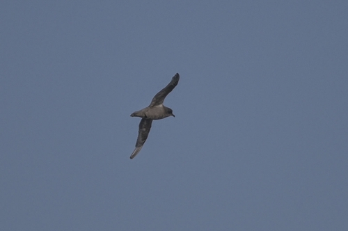 Kerguelen Petrel (Aphrodroma brevirostris), photo 4