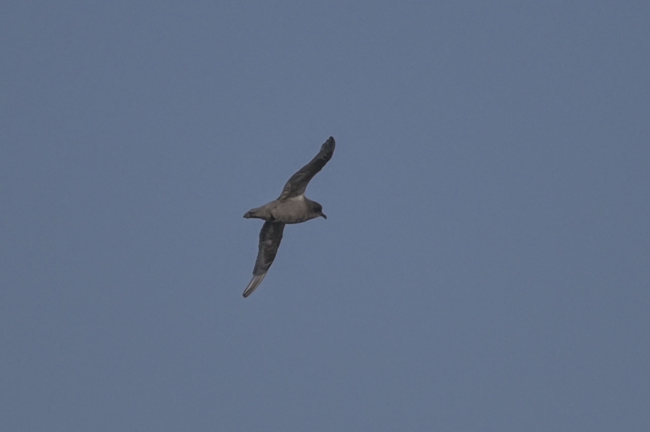 Kerguelen Petrel (Aphrodroma brevirostris), photo 6