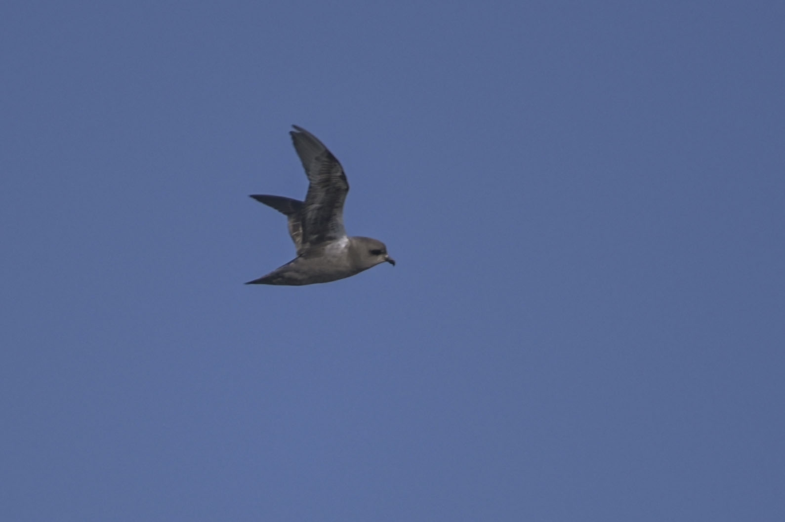Kerguelen Petrel (Aphrodroma brevirostris), photo 7