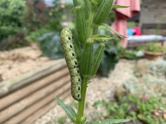 Proserpinus proserpina