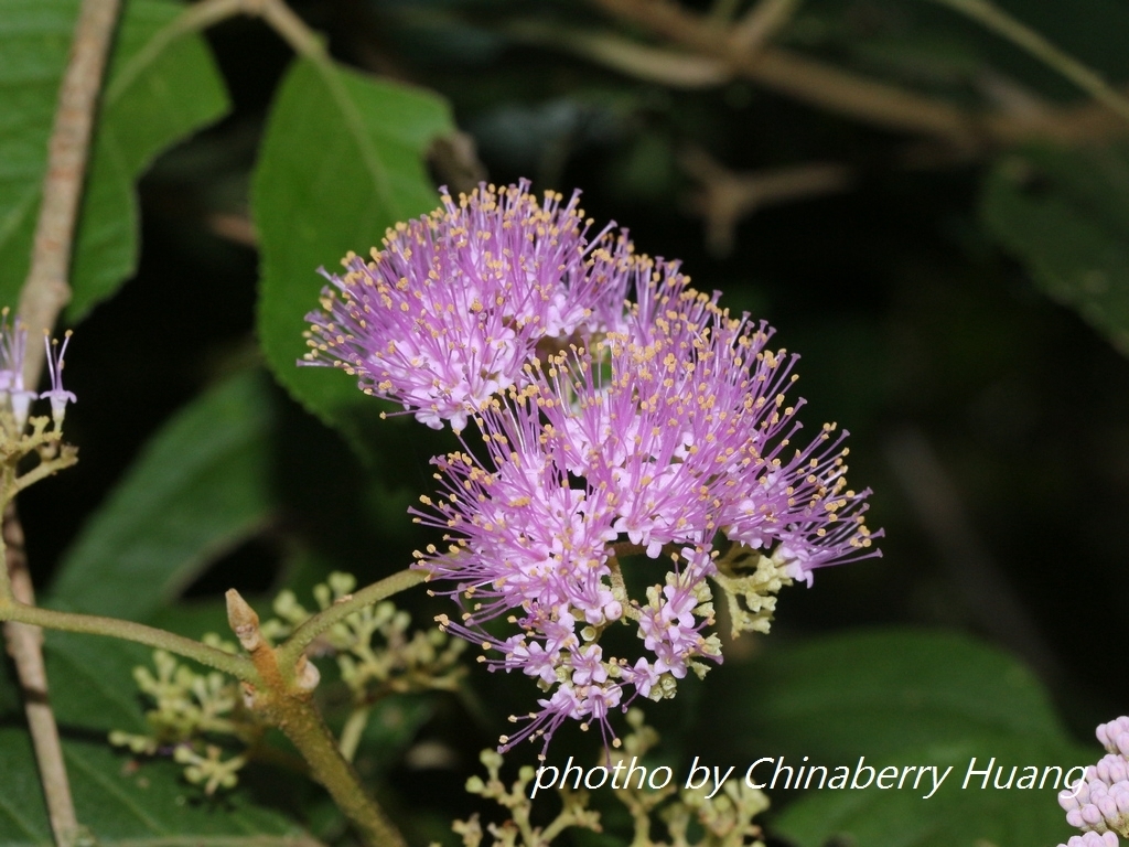 Formosan Beautyberry