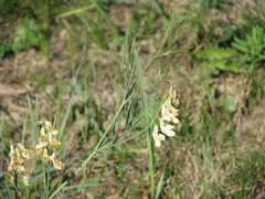 Lathyrus pannonicus