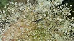 Chlorophorus sartor