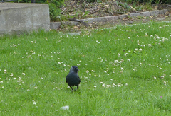 Corvus monedula