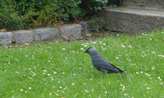 Corvus monedula
