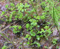 Chrysosplenium kamtschaticum