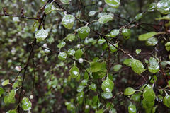 Coprosma rubra