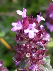 Serpyllum