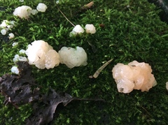 Naematelia encephala