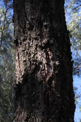 Eucalyptus crebra
