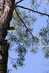 Eucalyptus crebra