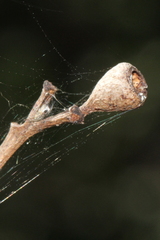 Eucalyptus crebra