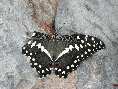 Citrus Swallowtail