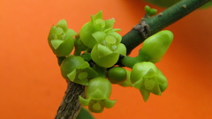 Schoepfia brasiliensis