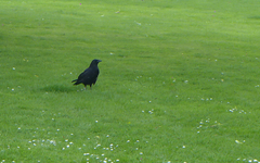 Corvus corone