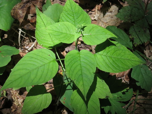 Circaea cordata (Circaea cordata)