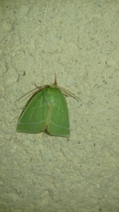 Bena bicolorana