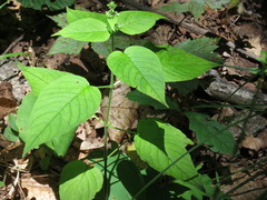 Circaea cordata