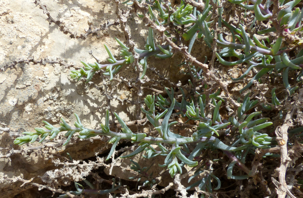 Halothamnus lancifolius