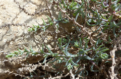 Halothamnus lancifolius