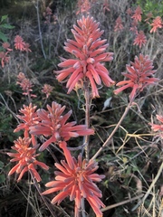 Aloe parvibracteata