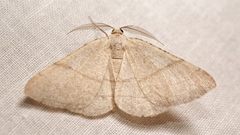 Adactylotis gesticularia