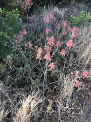 Aloe parvibracteata