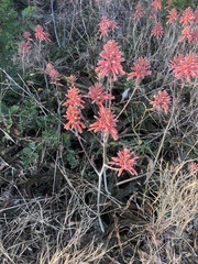 Aloe parvibracteata
