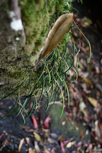 Image of Dendrobium striolatum by (c) Em Lamond, some rights reserved (CC BY)