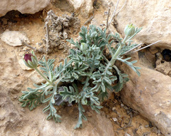 Pterocephalus pulverulentus