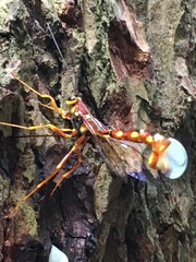 Megarhyssa nortoni