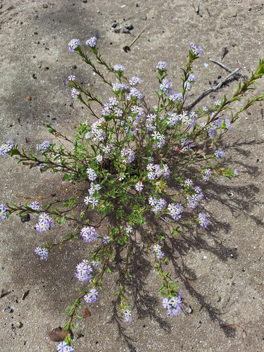 Image of Zaluzianskya villosa by (c) Adele SL, some rights reserved (CC BY)