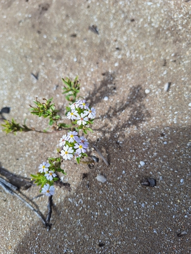 Image of Zaluzianskya villosa by (c) Adele SL, some rights reserved (CC BY)