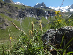 Plantago maritima serpentina