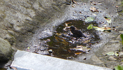 Passer domesticus