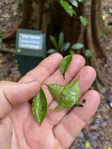 Syzygium canicortex observed 2024-12-04