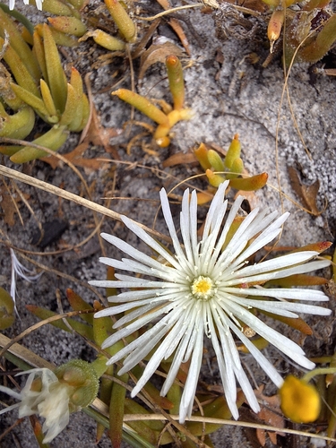 Image of Mesembryanthemum canaliculatum by (c) Adele SL, some rights reserved (CC BY)