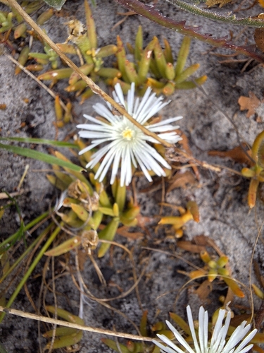 Image of Mesembryanthemum canaliculatum by (c) Adele SL, some rights reserved (CC BY)